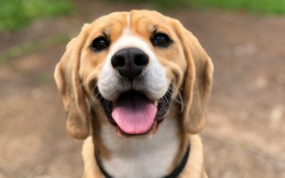 Welke stoffen zijn belangrijk voor honden?